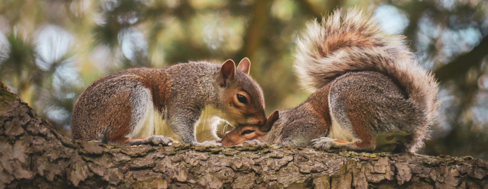 Does Roof Rejuvenation Attract Squirrels