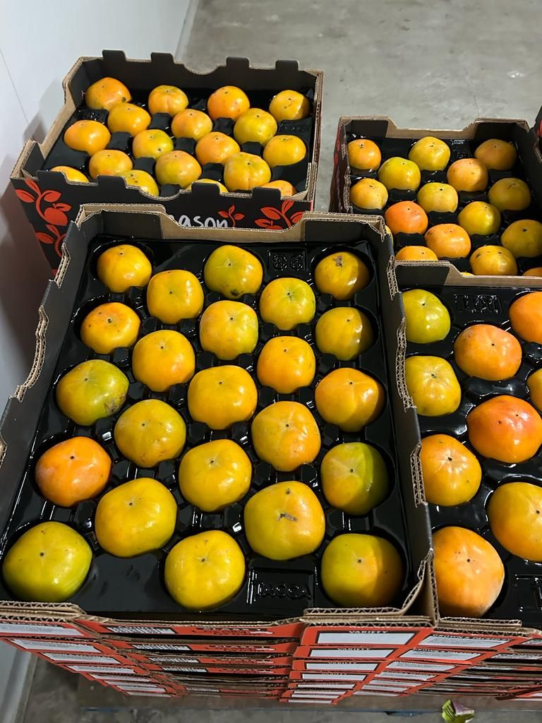 Organic Pick Your Own Fruit near Sydney Fresh Persimmons and Figs