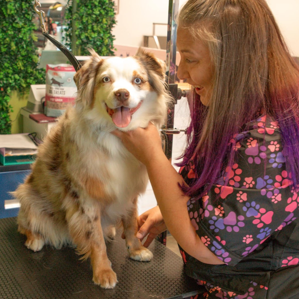 A woman with purple hair is grooming a brown and white dog