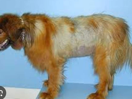 A brown dog is standing on a table with a blue background.