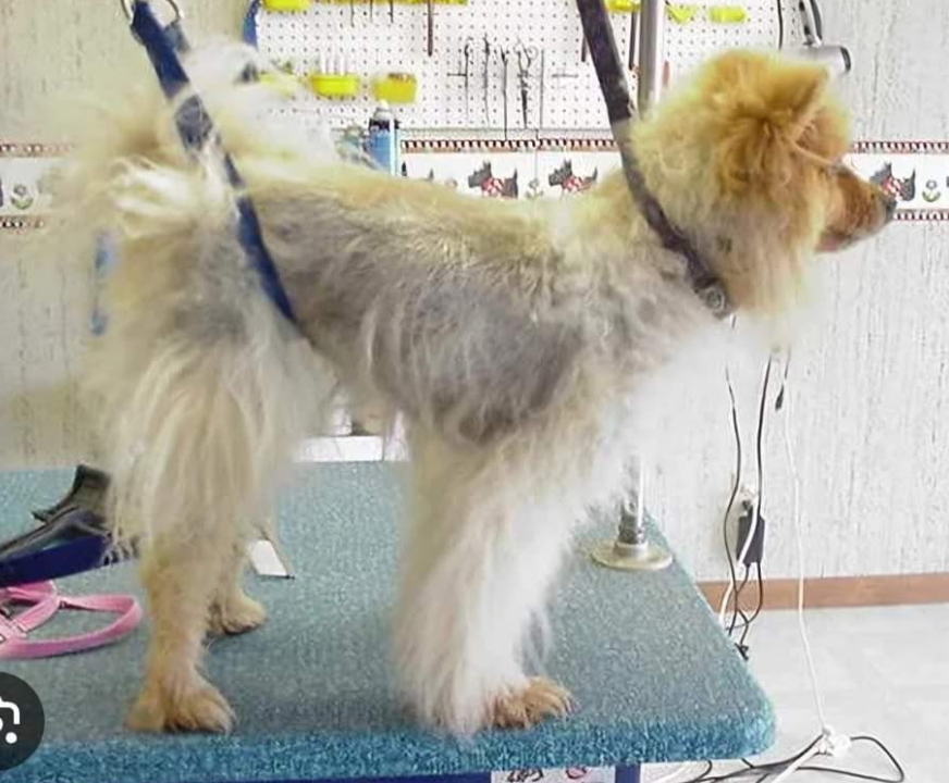 A small brown and white dog is standing on a table