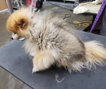 A pomeranian dog is sitting on a grooming table.