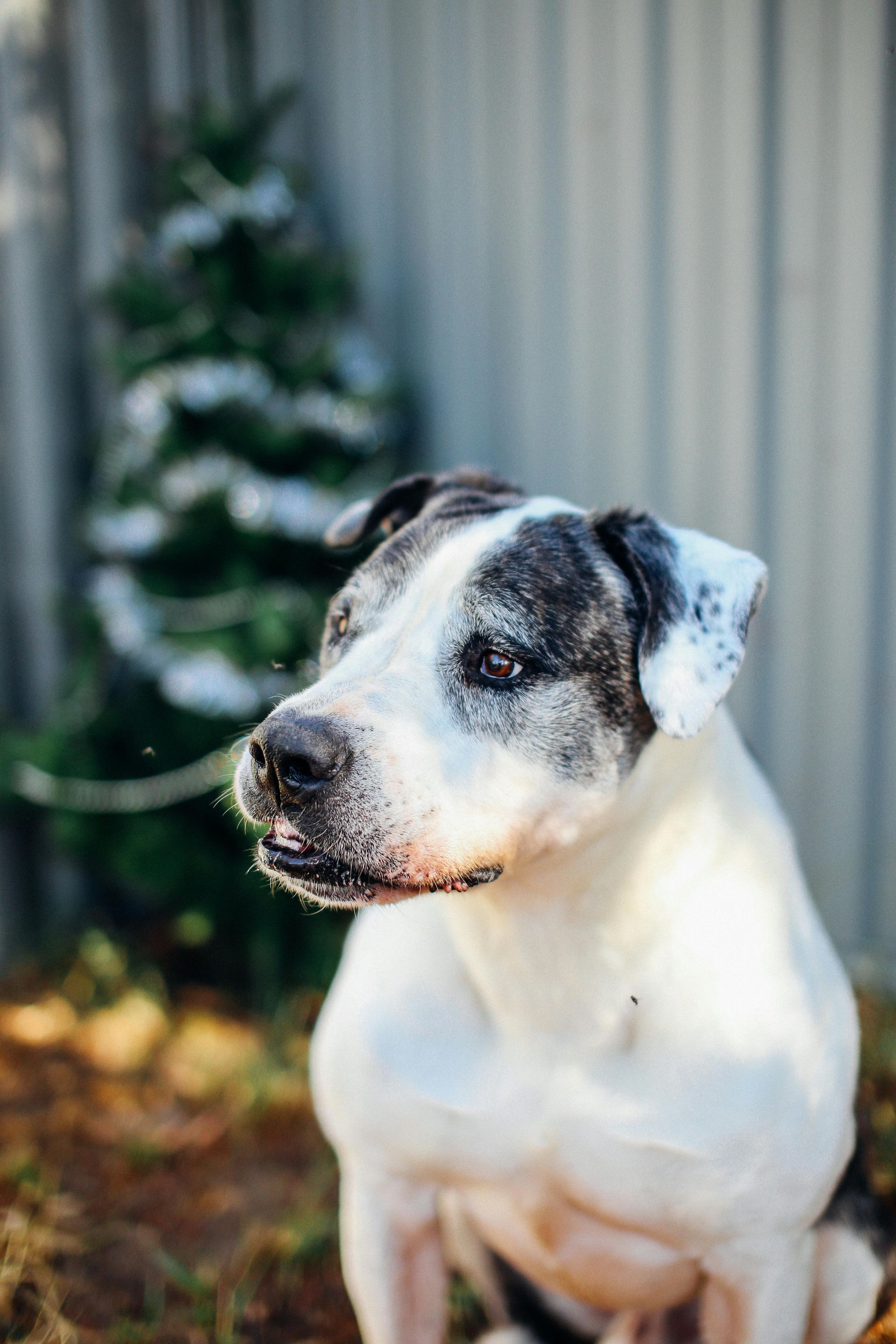 Black and white dog with snowy face sitting outside, green tree in background.
