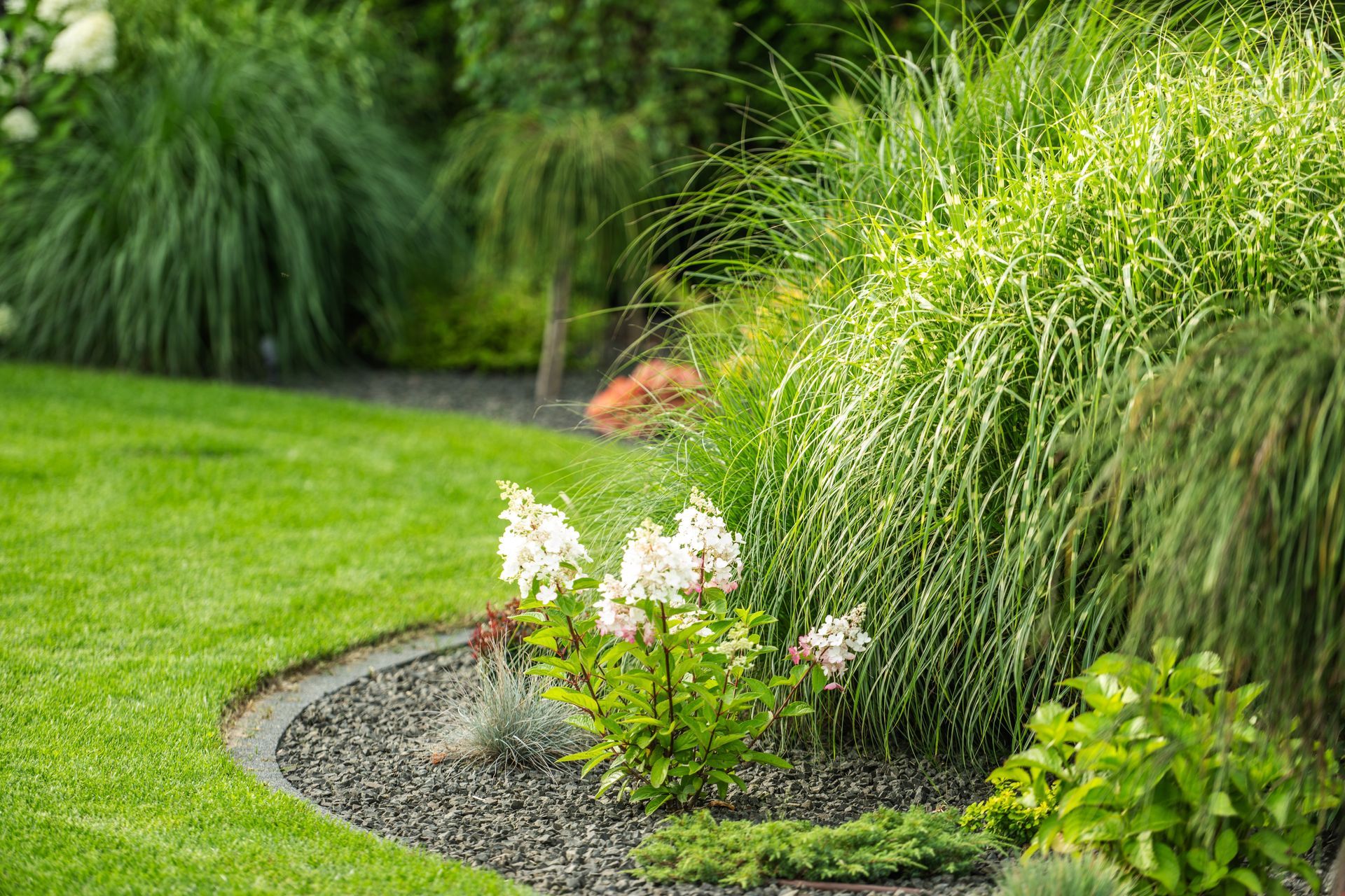 Curved garden bed with green grasses and white flowers beside a manicured lawn.