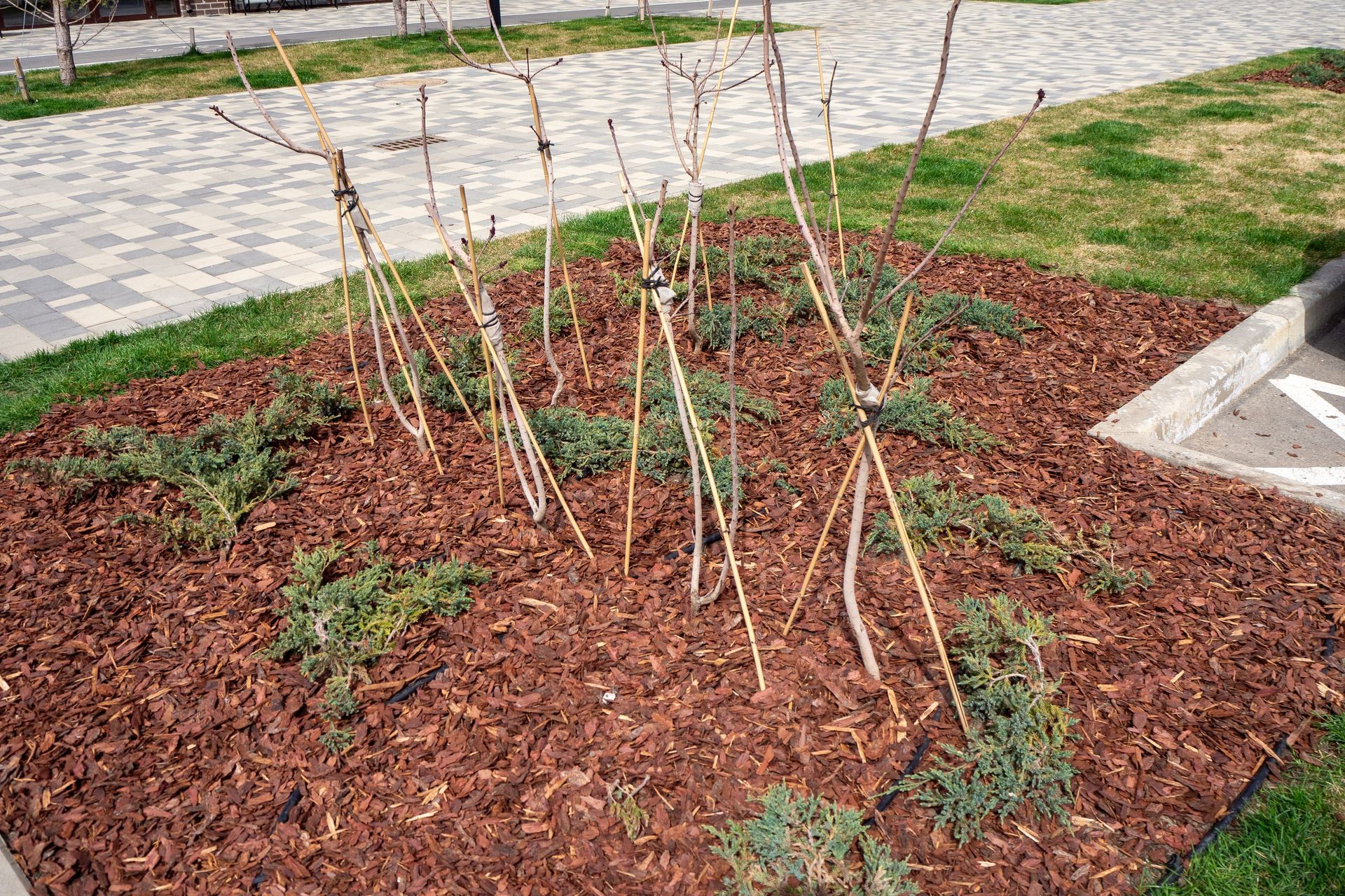 Young staked saplings in a mulched garden bed beside a paved walkway