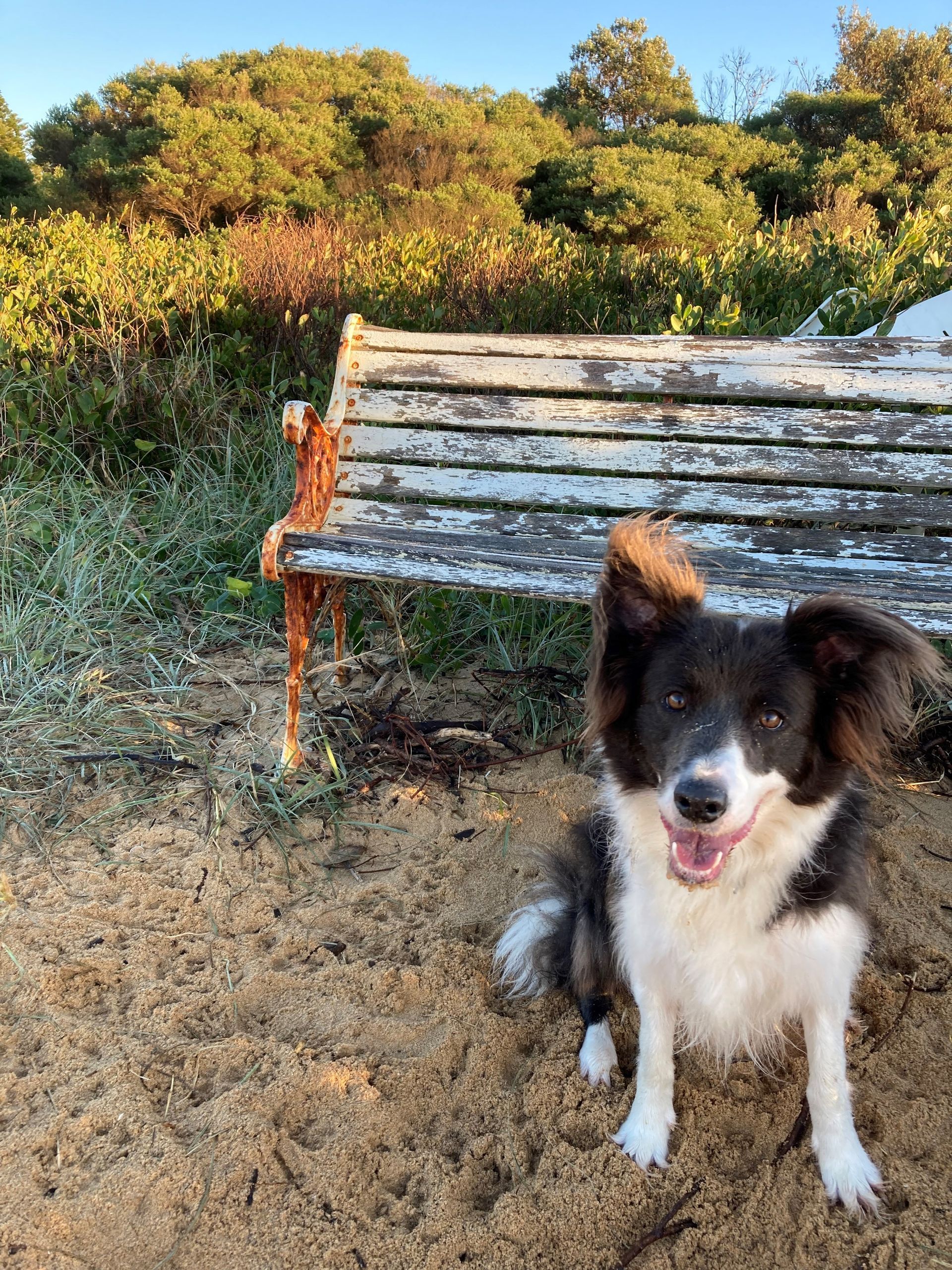Black and white dog with floppy ears sitting on sand near an old bench in front of foliage.