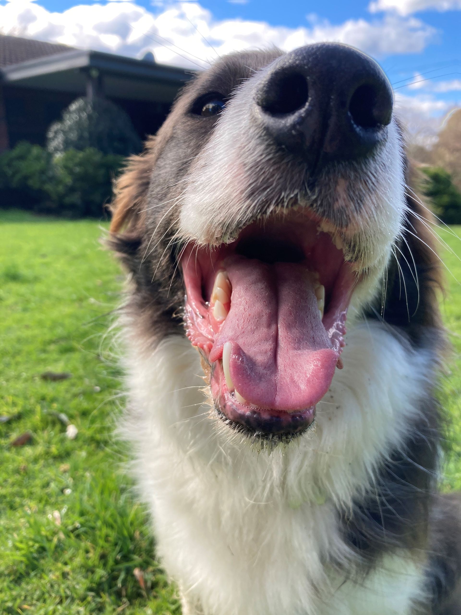 Smiling Borzoi dog in green grass, with white and brown fur and blue sky background.