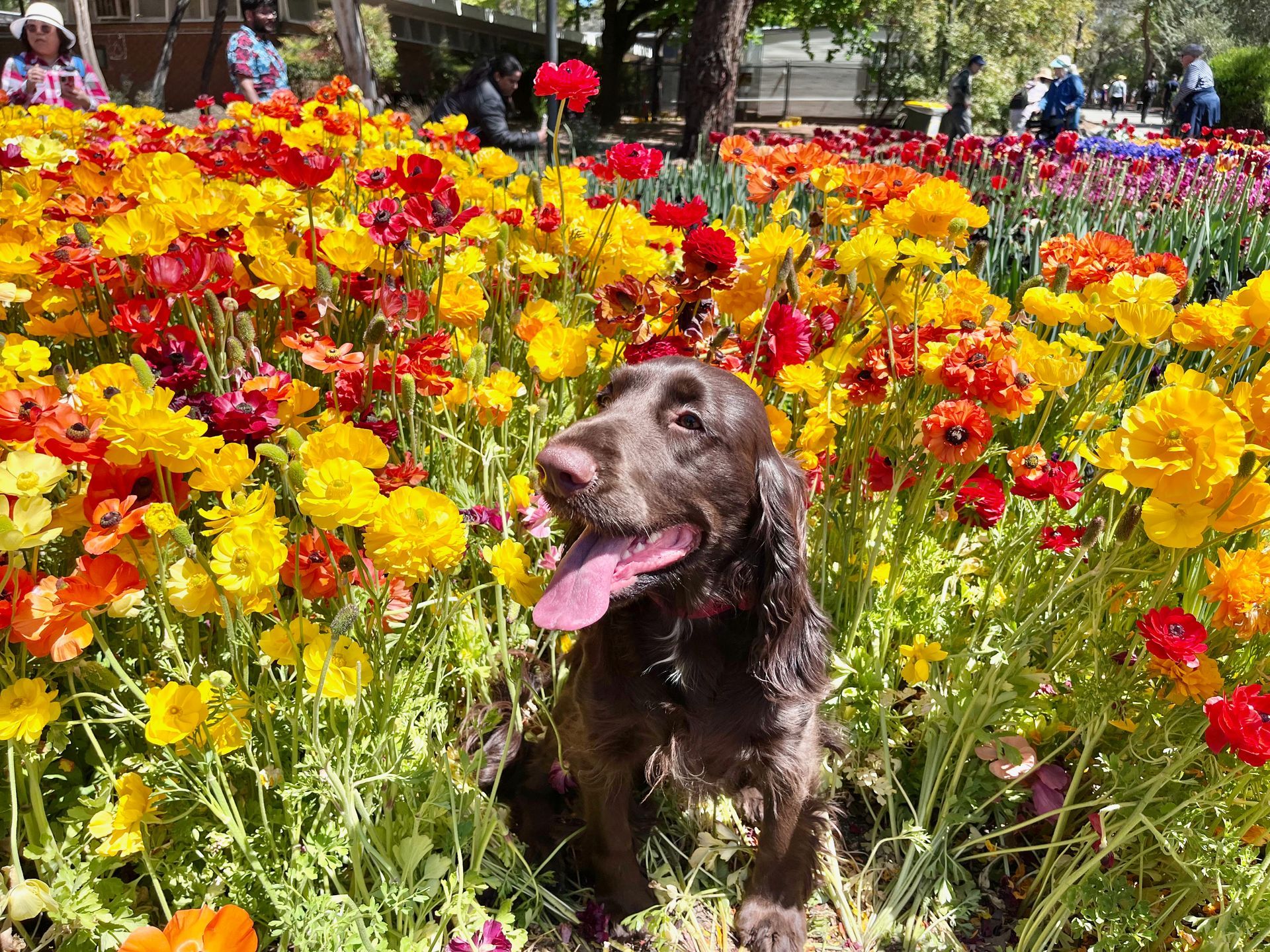 An especially cute photo of Poppy in a field of her namesake!