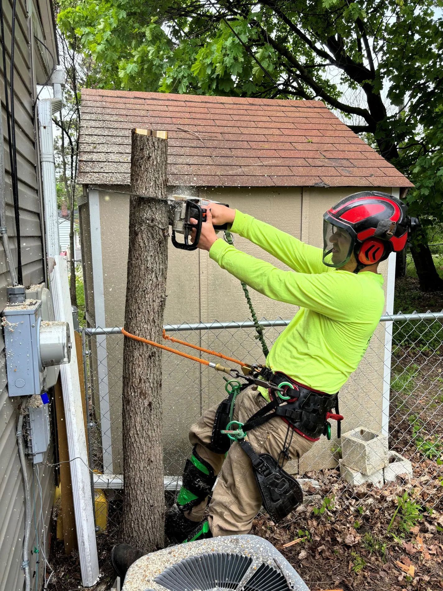 Arborist using a chainsaw on a tree trunk, secured by ropes and wearing safety gear, next to a shed.