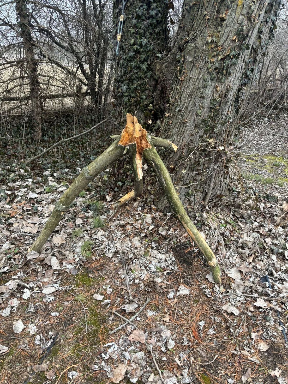 Broken tree branch resting on the trunk, surrounded by leaves, with blurred background of trees and foliage.