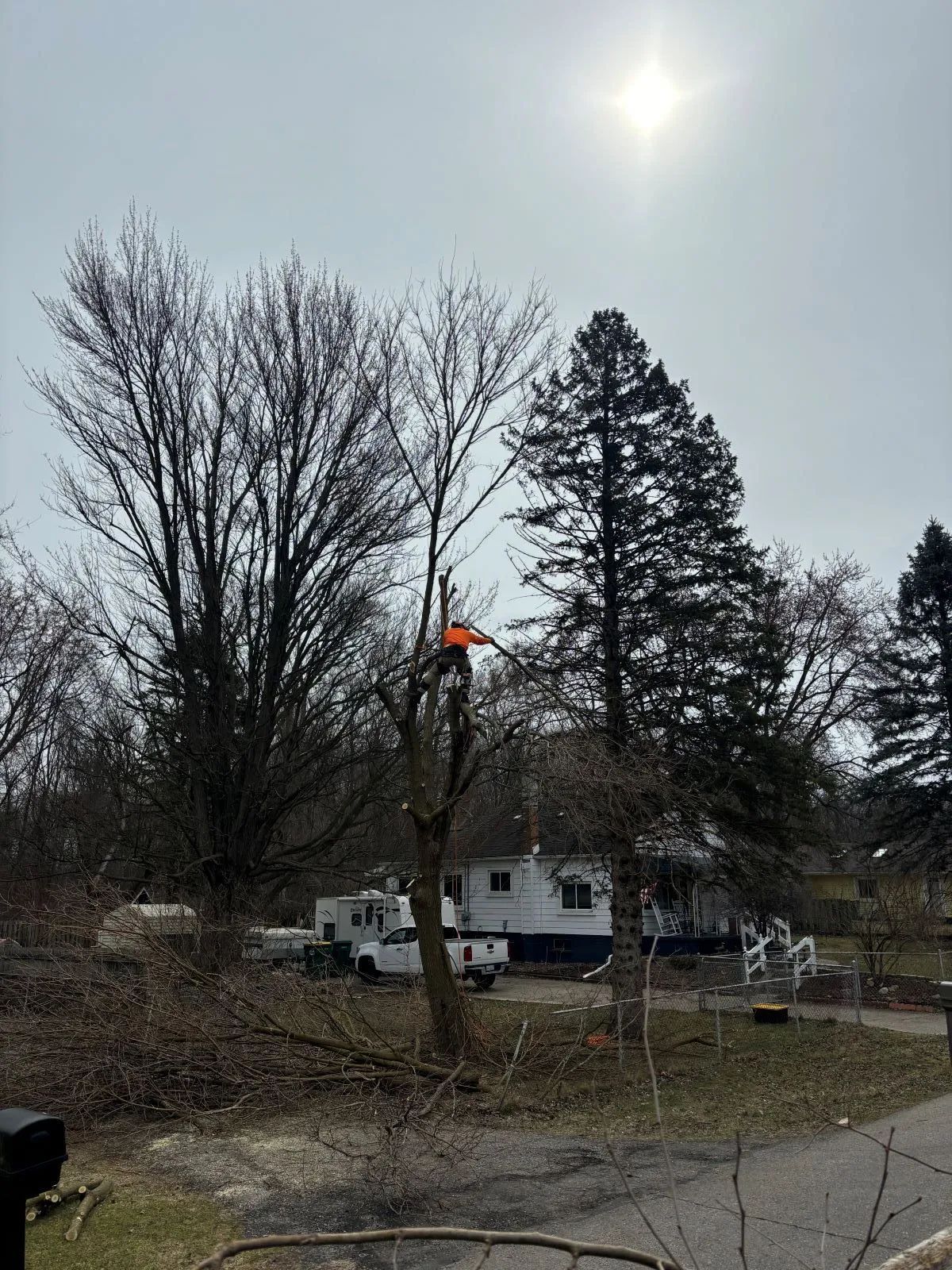 Tree service worker in a tree, sun shining, residential setting.