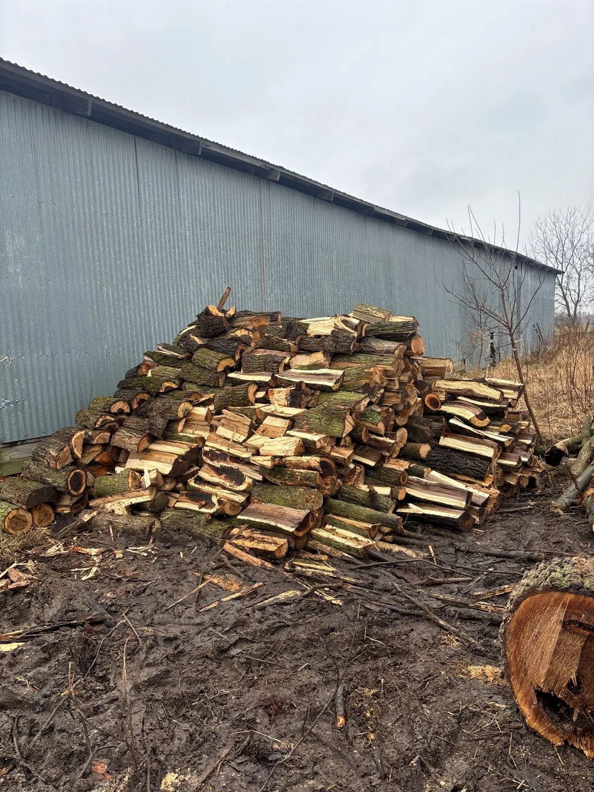 Pile of split firewood in front of a corrugated metal building on a muddy ground.