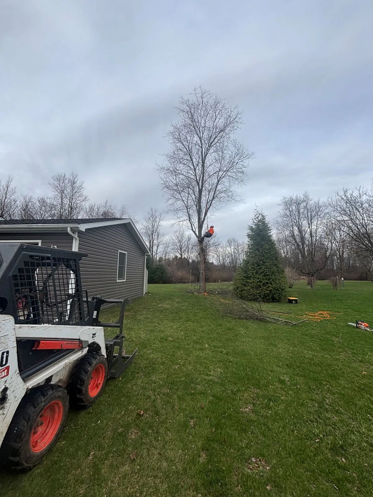 A person in an orange harness is trimming a tall, bare tree in a yard next to a shed and a Bobcat.