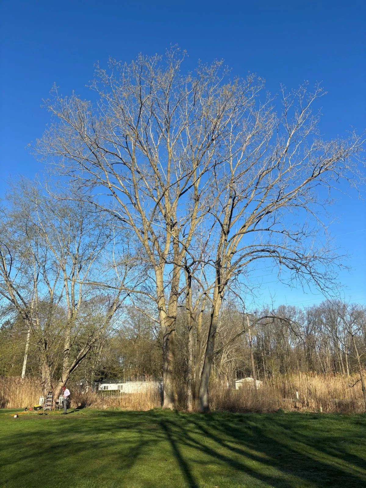 Tall bare tree against a bright blue sky, casting long shadows on green grass.