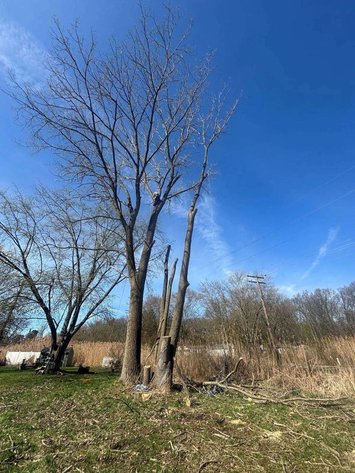 Bare tree with cut branches against a bright blue sky, field in the foreground.