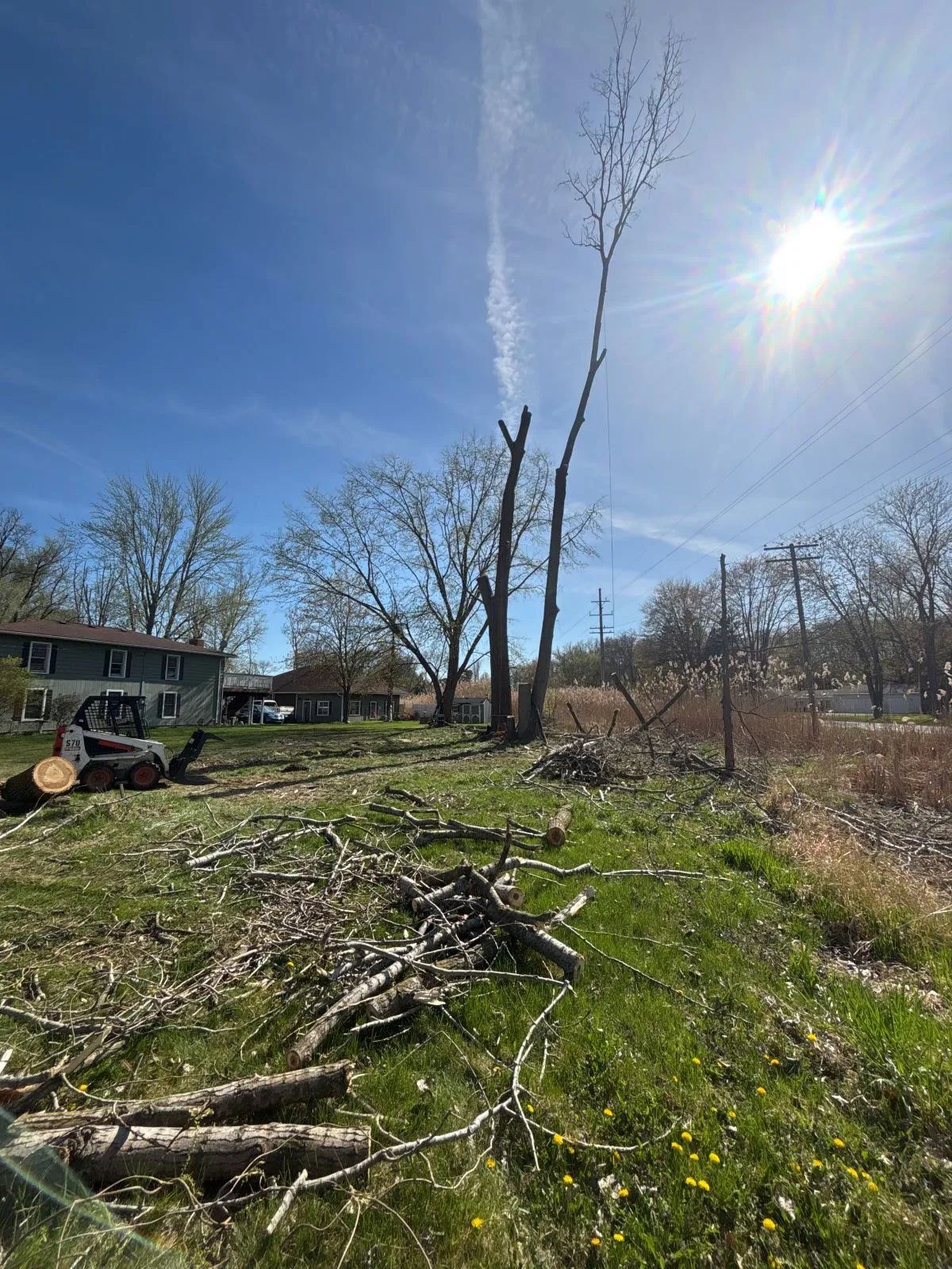 A partially cut-down tree in a grassy area with debris. Blue sky, sunlight, and a house in the background.