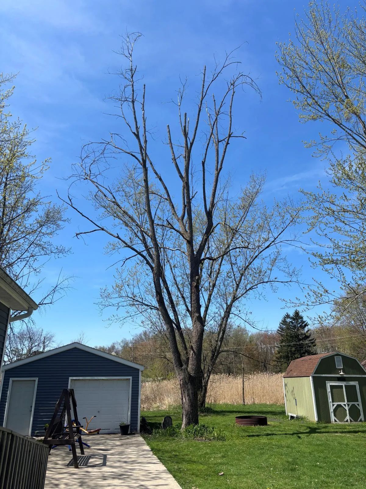 Tall tree with bare branches in backyard on sunny day, with garage and shed.