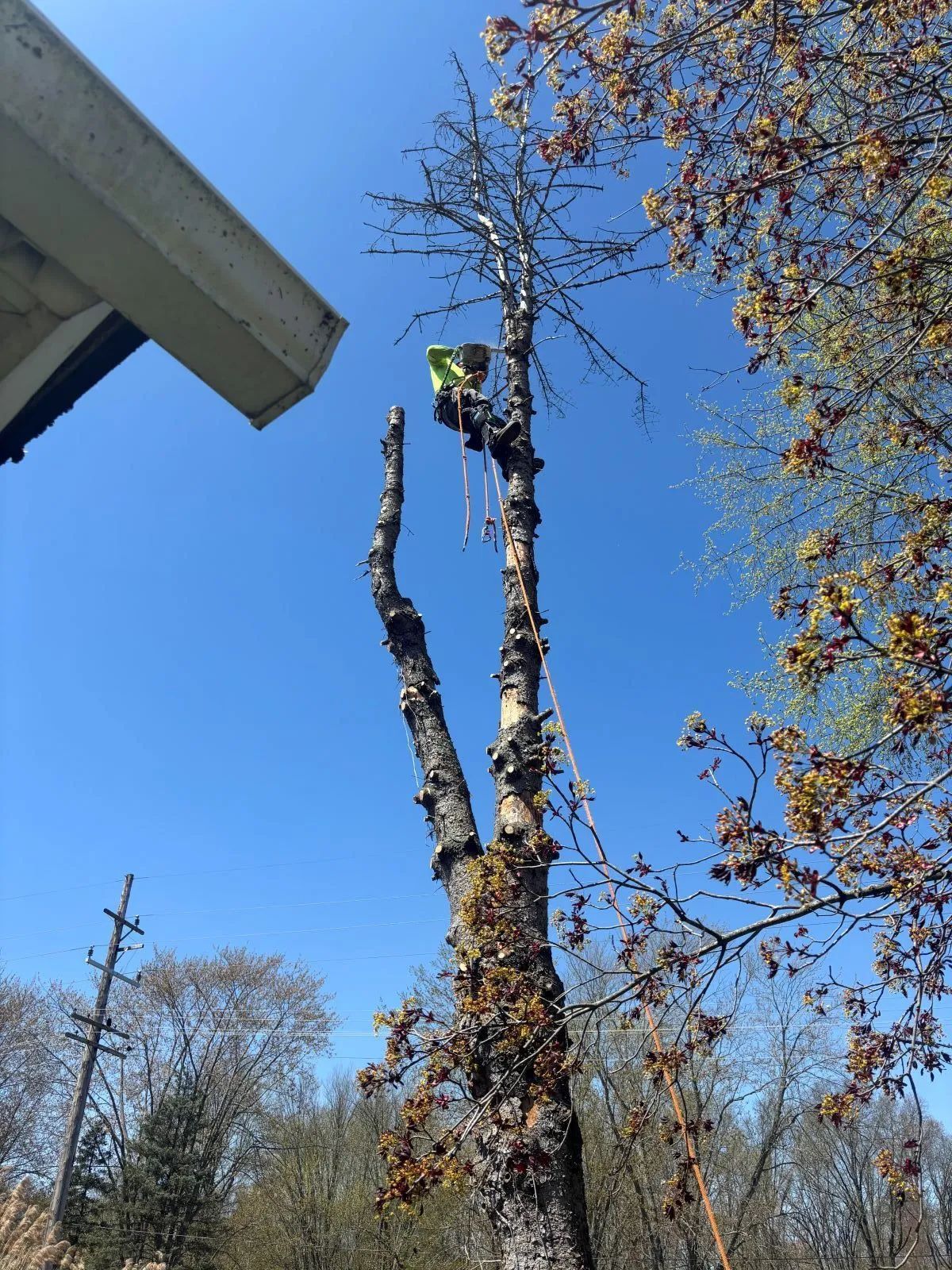 Arborist on a tall, dead tree removing branches against a blue sky.