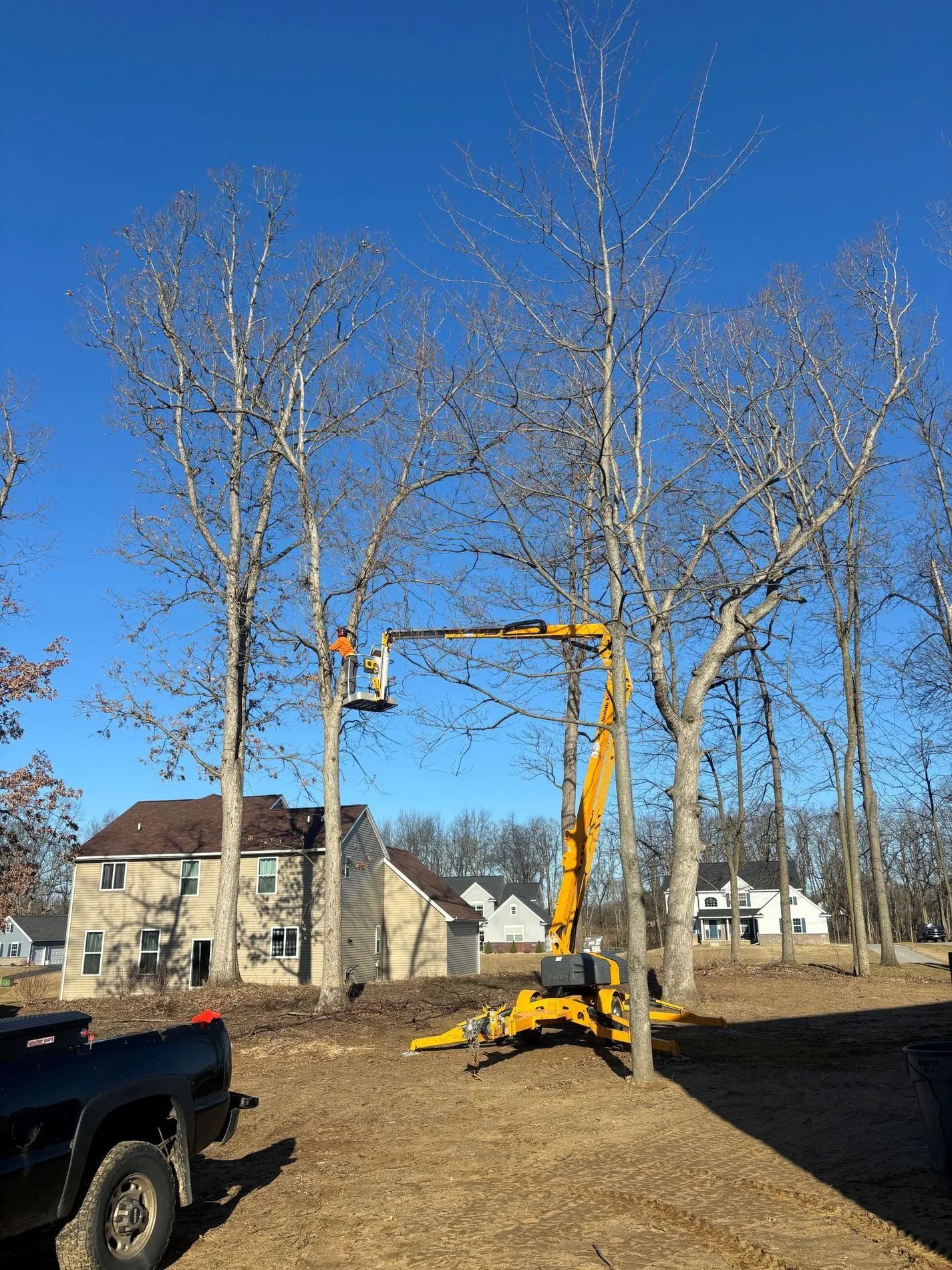 A tree service worker in a lift trims a tall, bare tree in a residential yard on a sunny day.