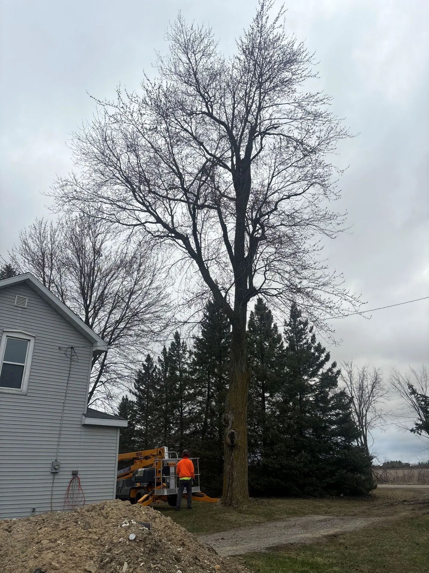 Tree being trimmed next to a house and a small group of evergreens under a cloudy sky.