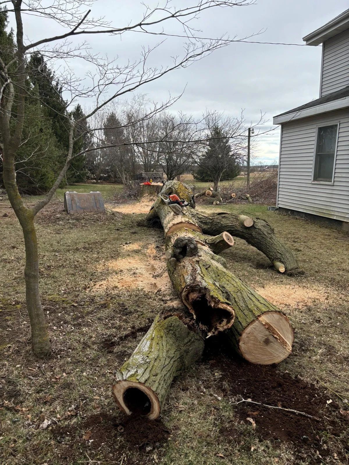 Felled tree logs on a grassy yard next to a house under a cloudy sky.