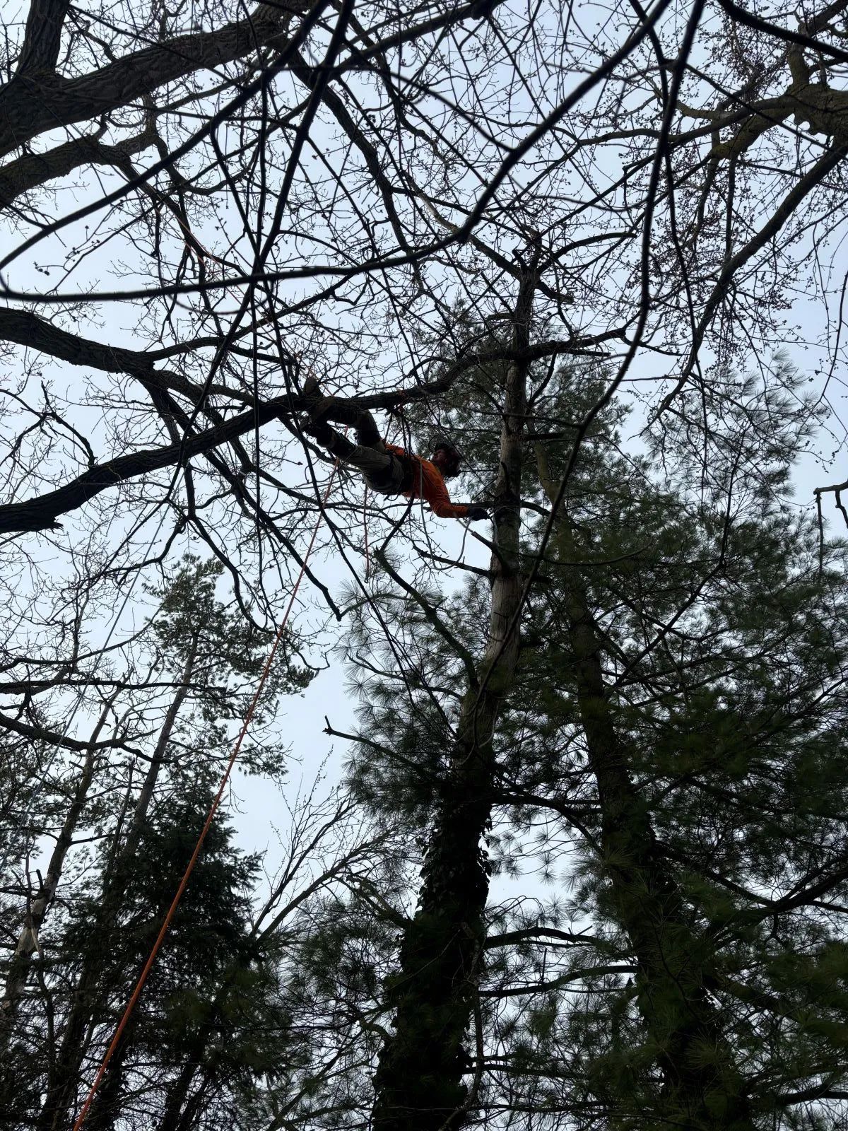 Person in an orange harness is trimming a tree. Viewed from below, sky visible through branches.
