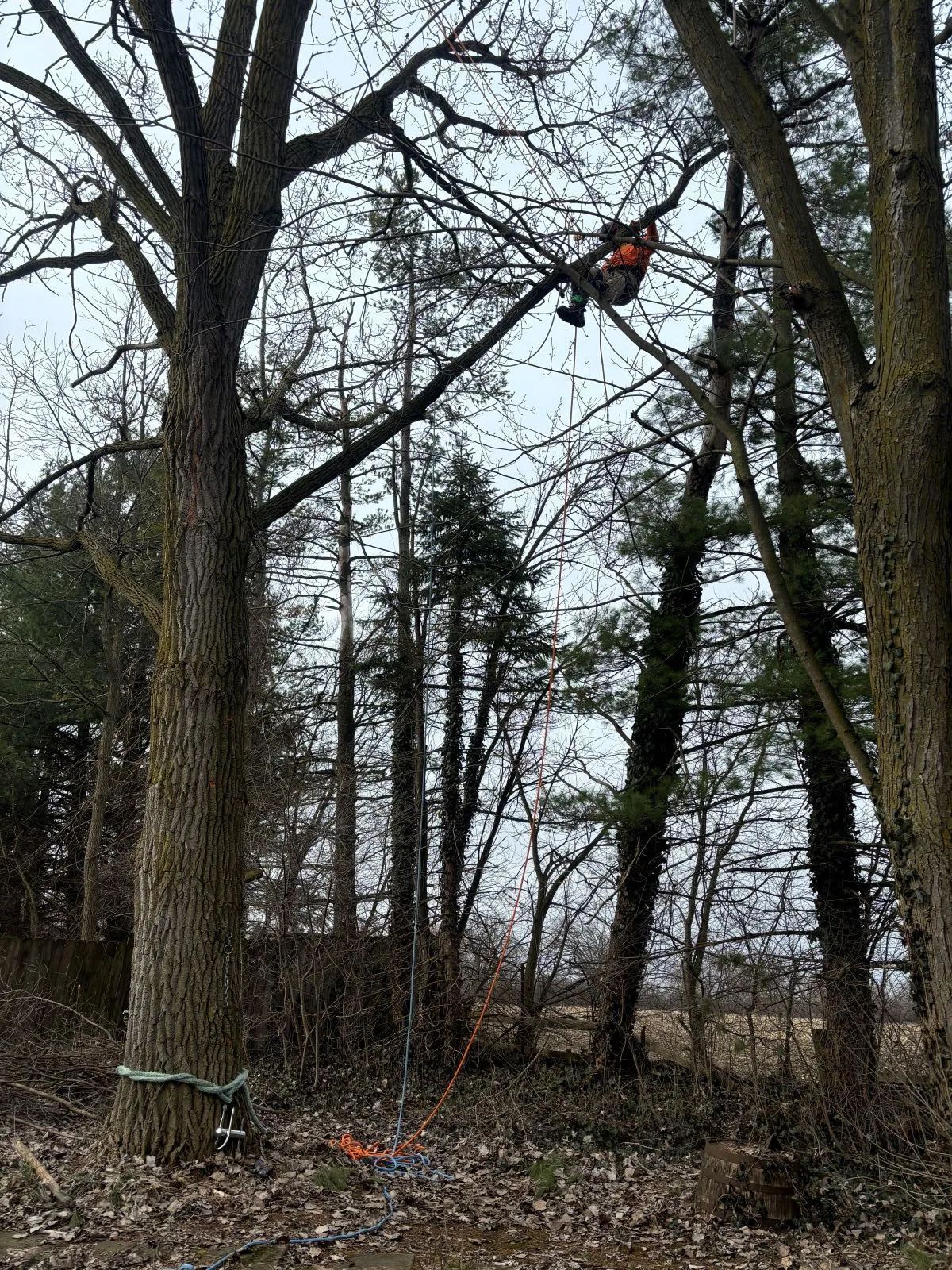 Person in a harness, pruning tree branches with chainsaw. Trees in a wooded area; overcast sky.