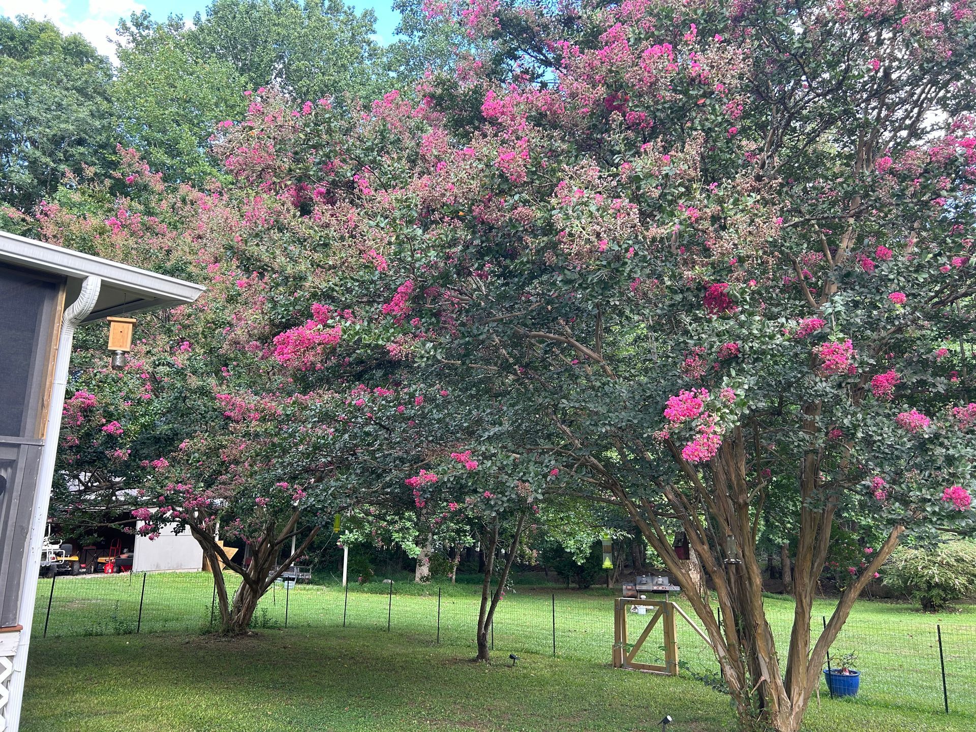 A bunch of trees with pink flowers in a yard at Renewal Rock.