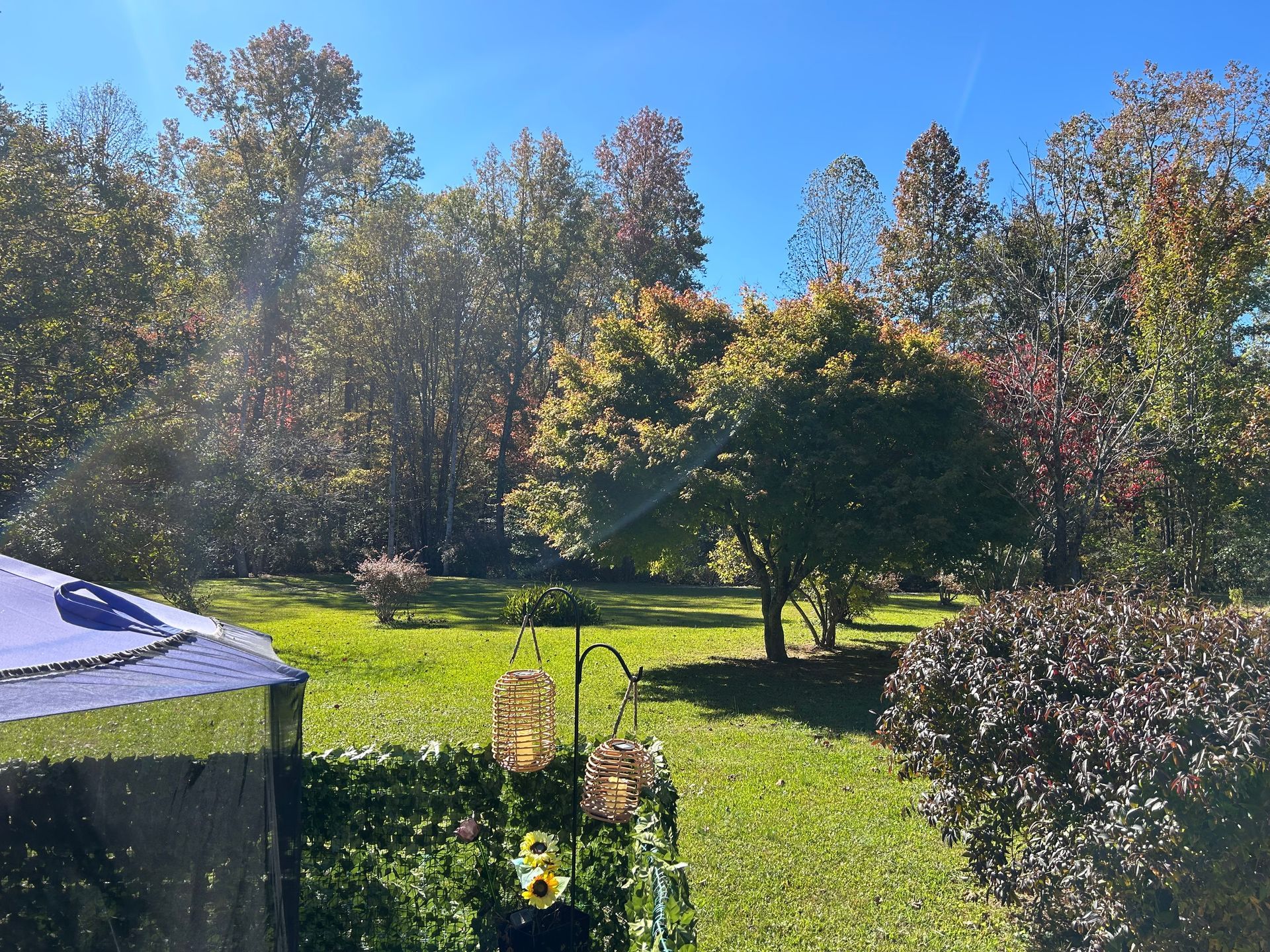 The bungalow backyard with a gazebo and trees on a sunny day.