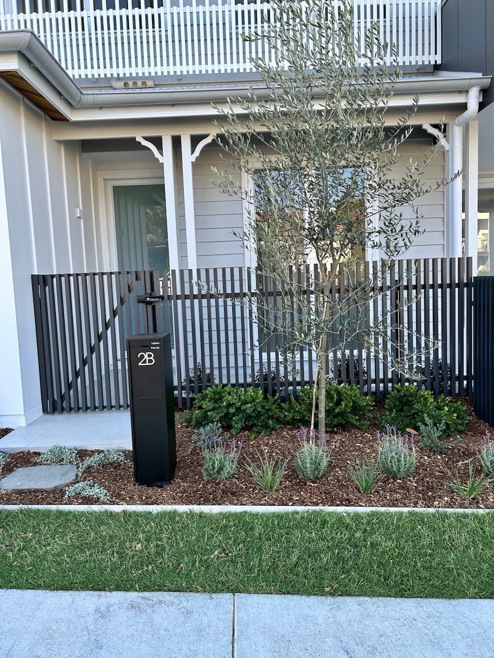 Olive tree in a front garden - Softscaping Gold Coast
