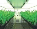 Phytotron — Hilton, NY — Koch Environmental
