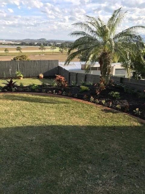 A Lush Green Lawn With A Palm Tree In The Background — Michael Flick Horticulture in Coffs Harbour, NSW