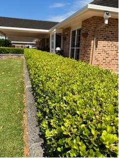 Bush and Lawn Down Side of House — Michael Flick Horticulture in Coffs Harbour, NSW