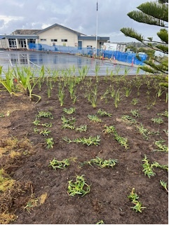Commercial Landscaping. Plants Planted in Dirt — Michael Flick Horticulture in Coffs Harbour, NSW