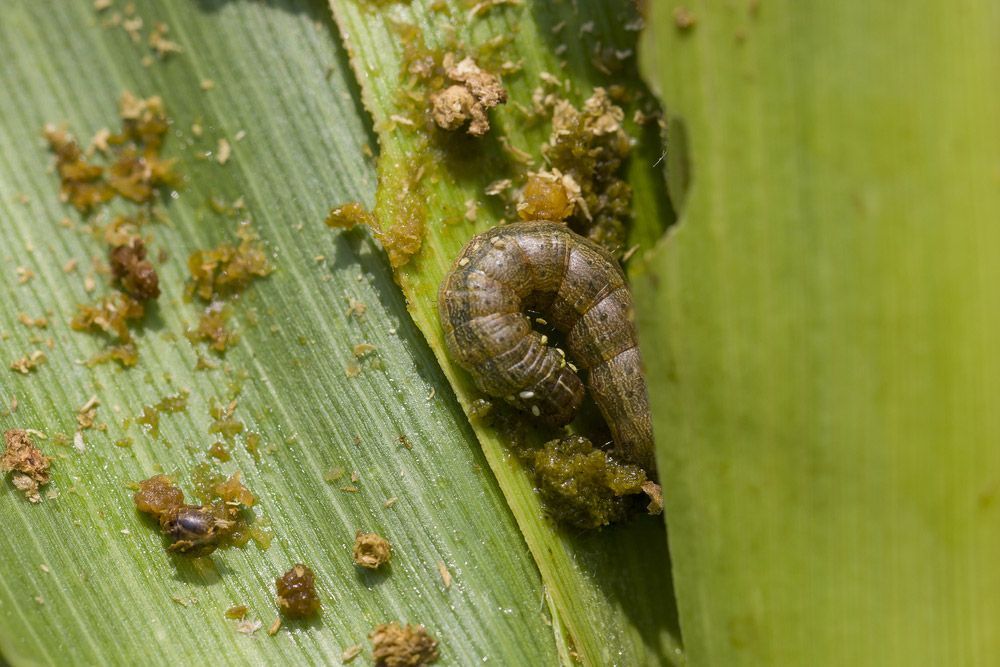 A Close Up Of A Caterpillar On A Green Leaf — Michael Flick Horticulture in Coffs Harbour, NSW