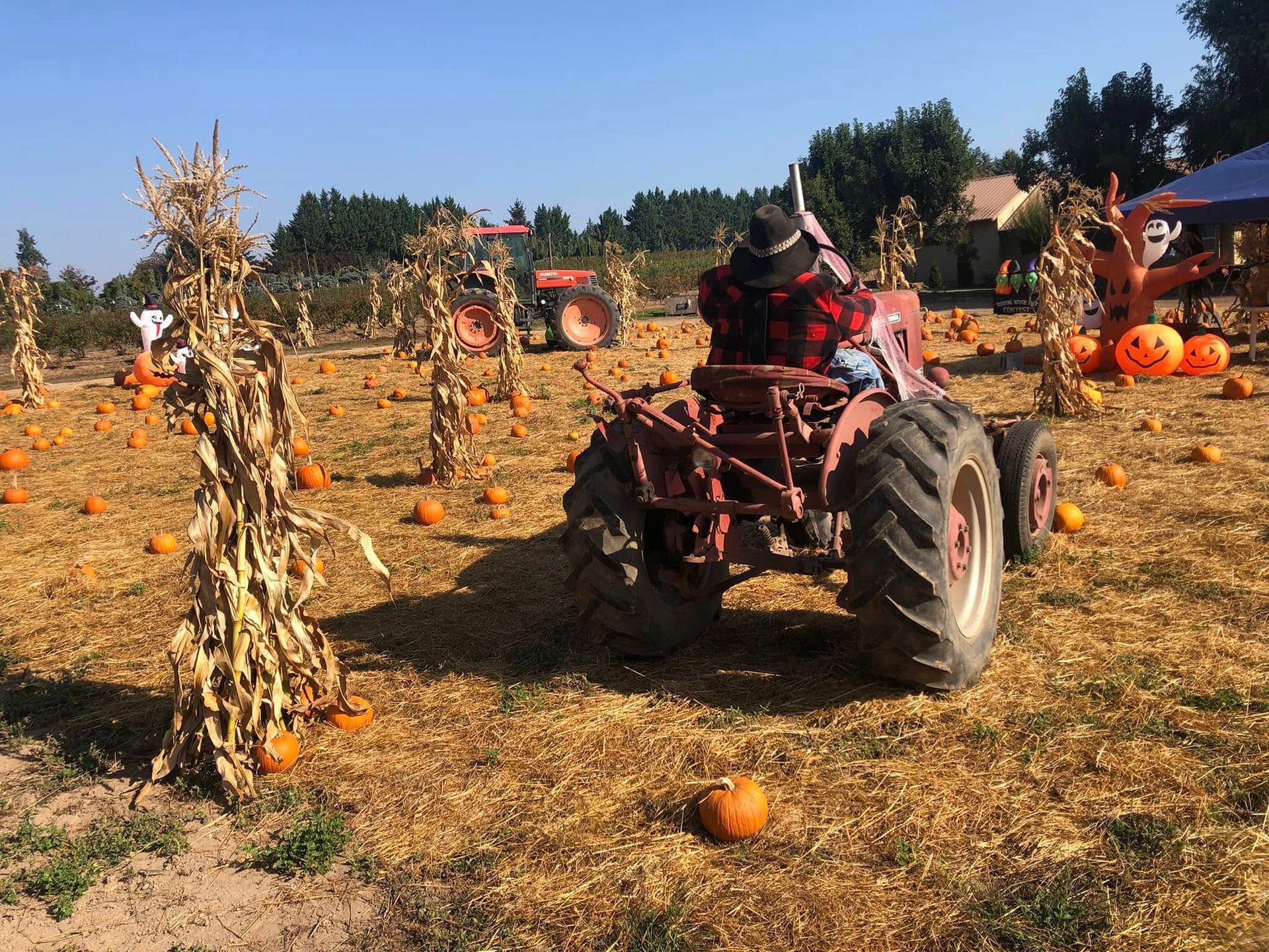 Pumpkin patch with a red tractor driving through dried corn stalks and pumpkins scattered in a field