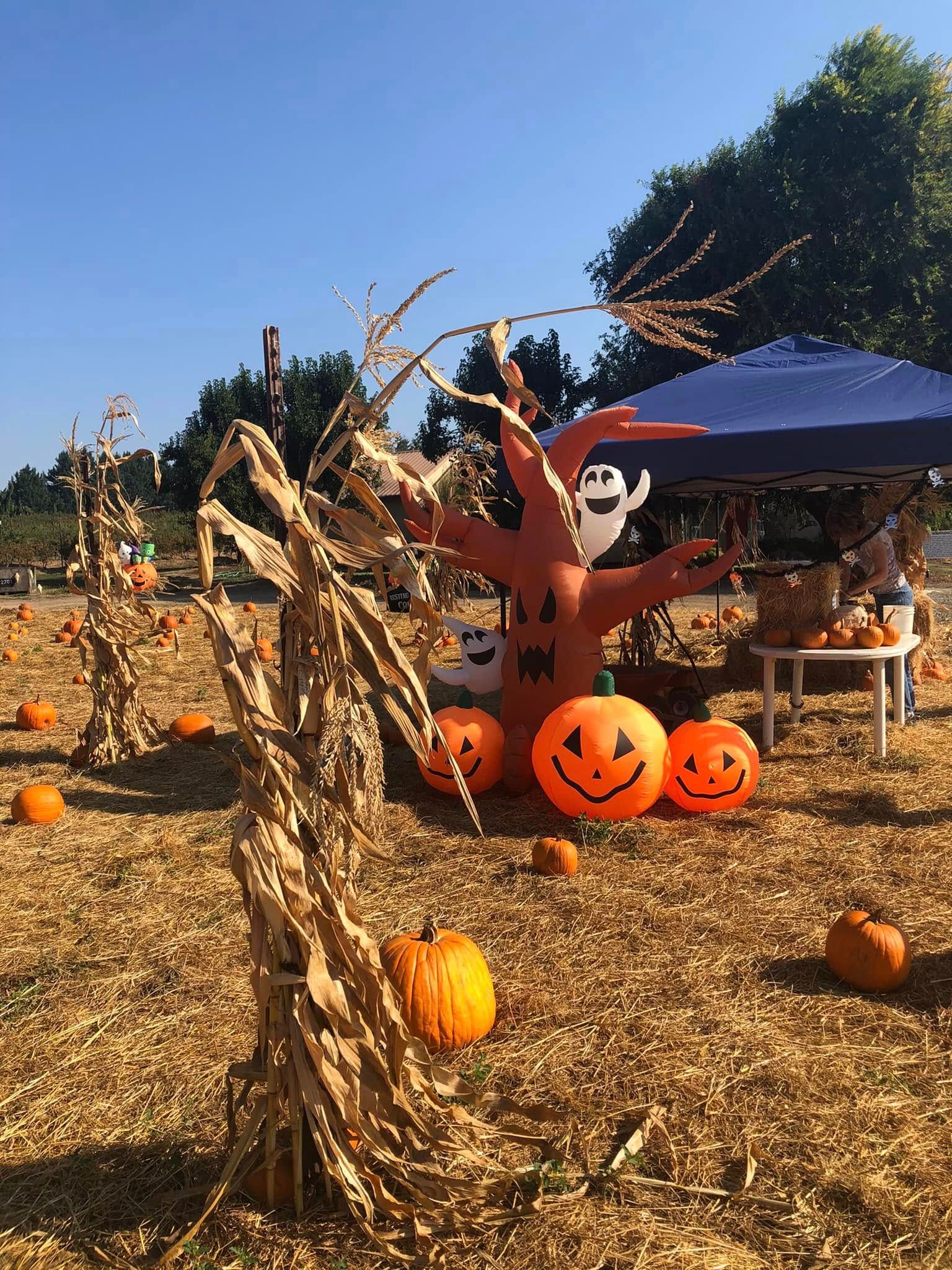 Halloween display with jack-o'-lanterns, scarecrow, and corn stalks in a dry field under a blue canopy