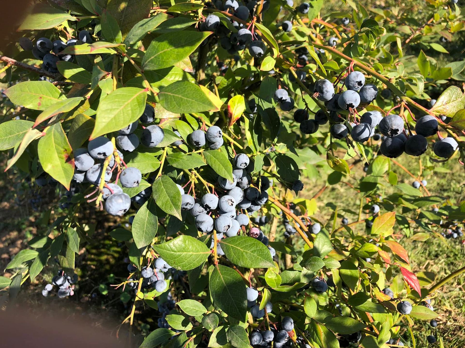 Bush with clusters of ripe blue berries and green leaves in sunlight