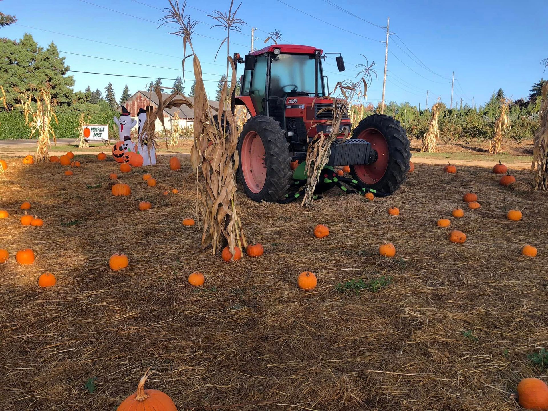 Red tractor in a pumpkin patch with scattered pumpkins and bare vines under a clear sky