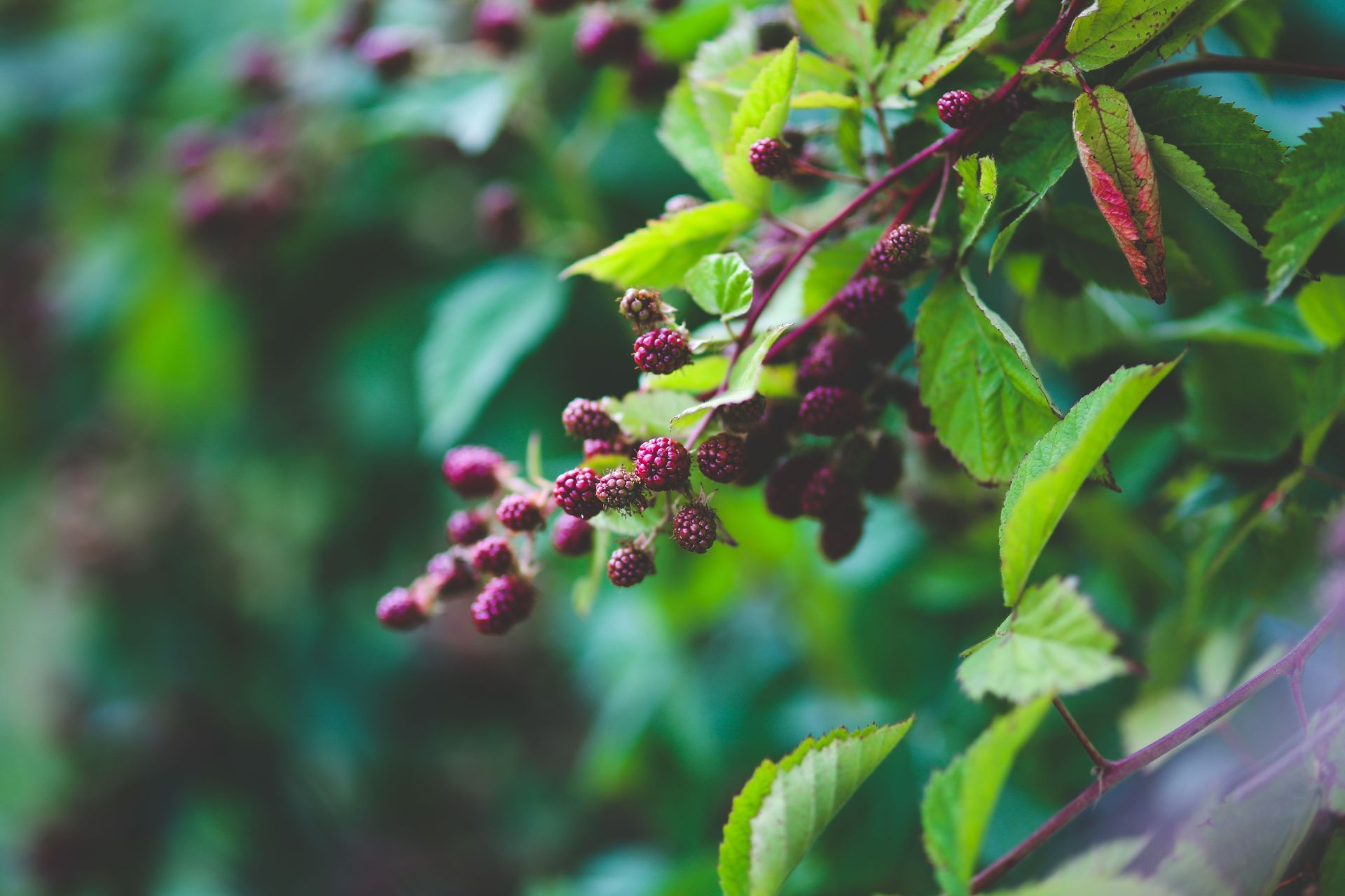 Thornless blackberry bush ready for picking at George Hoffman Farms