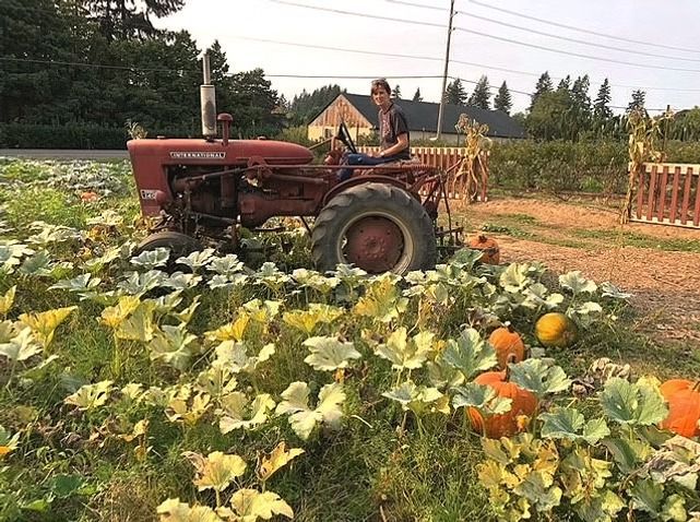 Person driving a red tractor through a pumpkin patch at a farm, with pumpkins and greenery in the foreground