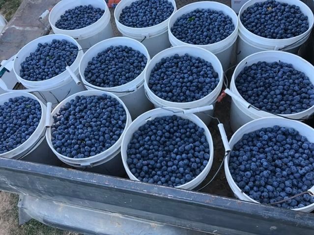 Buckets filled with dark purple berries arranged in a market crate