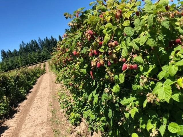 Berry bushes along a dirt path under a blue sky, with ripe red berries and green leaves