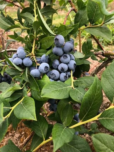 Clusters of ripe blue berries on a leafy green bush outdoors