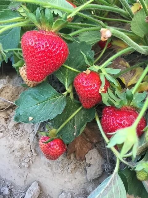 Ripe red strawberries growing on a plant with green leaves in a garden bed