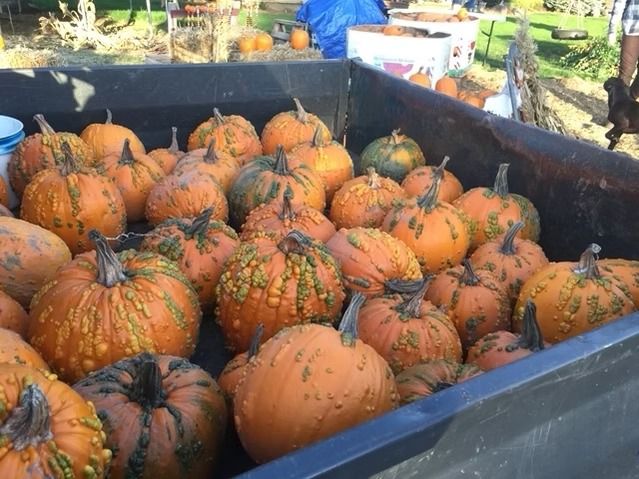 Pumpkins piled in a black truck bed at an outdoor market, with orange and green speckled skins