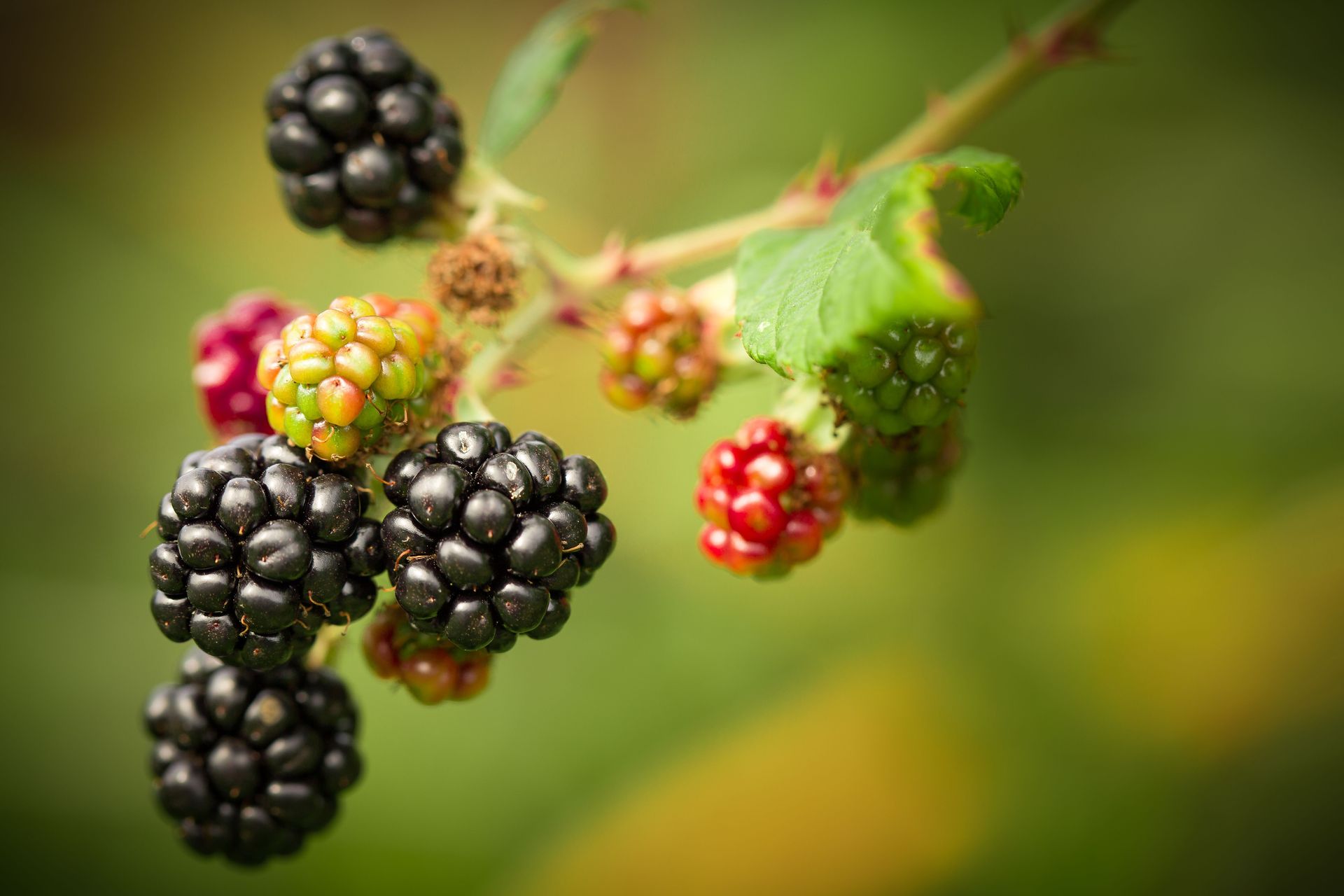 Thornless blackberry bush ready for picking at George Hoffman Farms