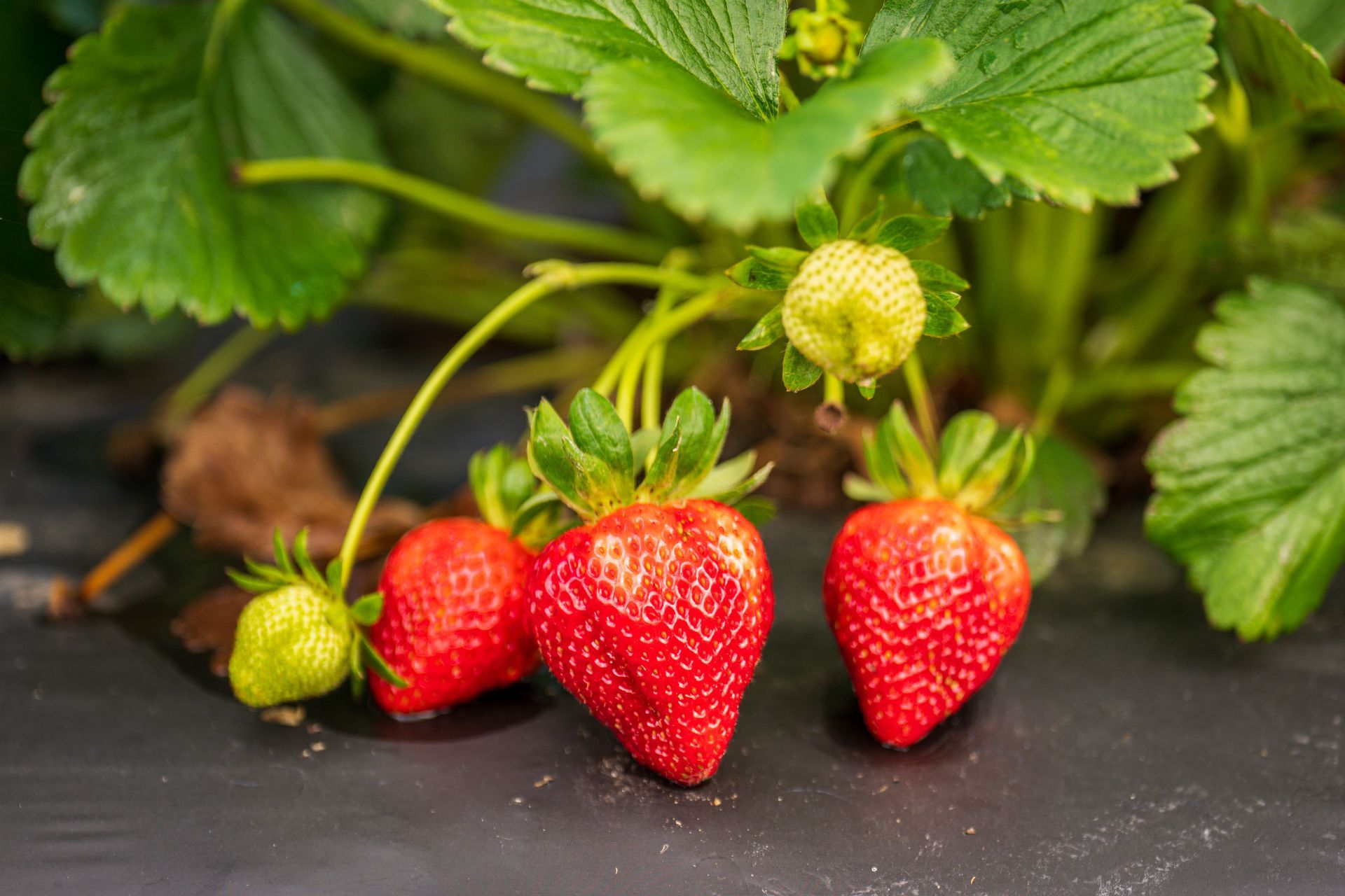 Fresh red strawberries ready for U-Pick at George Hoffman Farms in Ridgefield WA