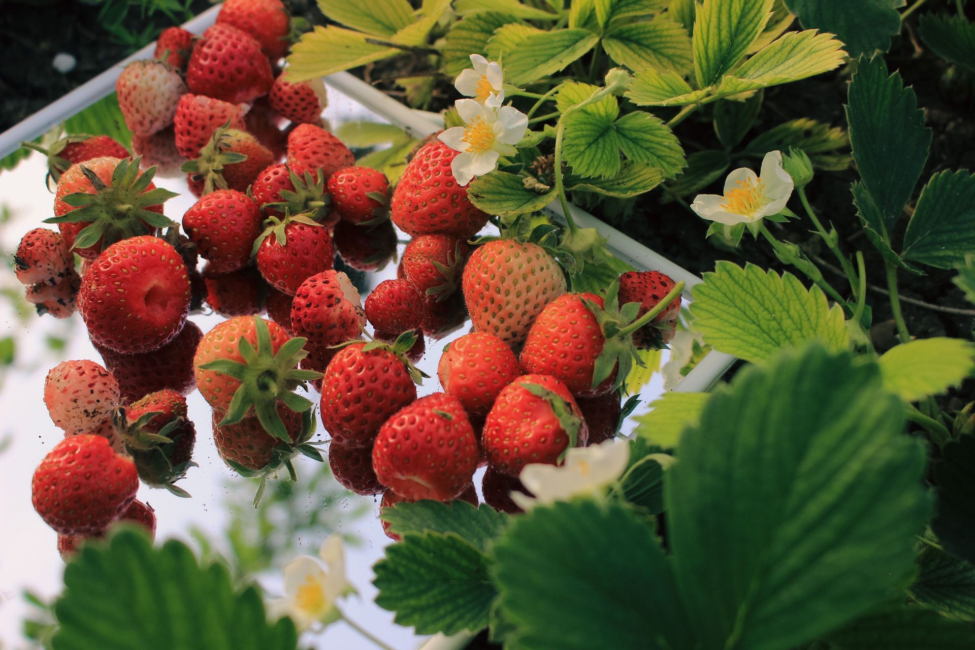 Fresh red strawberries ready for U-Pick at George Hoffman Farms in Ridgefield WA