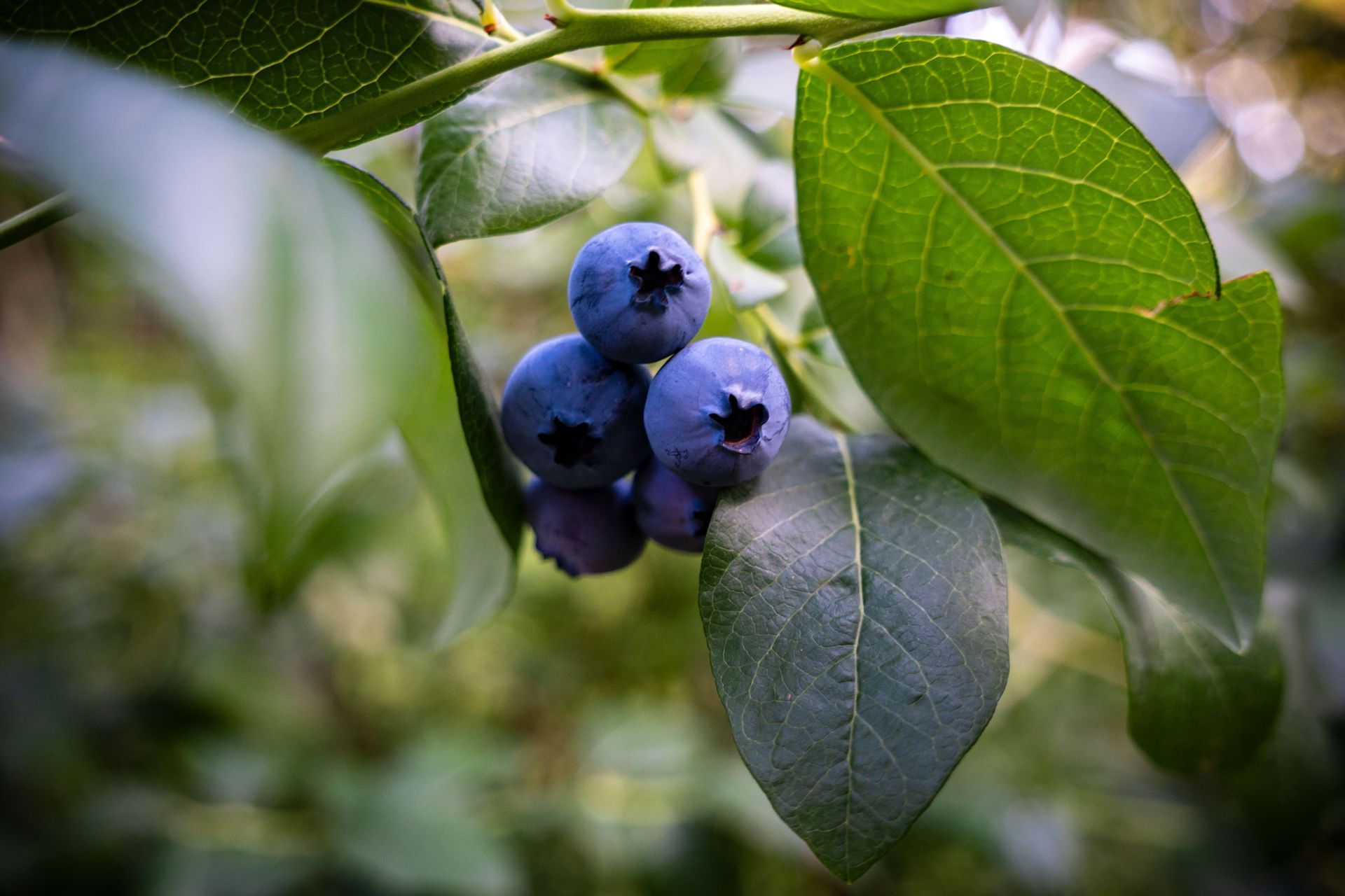 U-Pick blueberry rows at George Hoffman Farms, Ridgefield WA